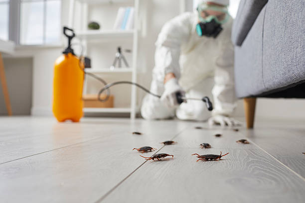 Post-Treatment Bed Bug Interceptor Monitoring in Auburndale